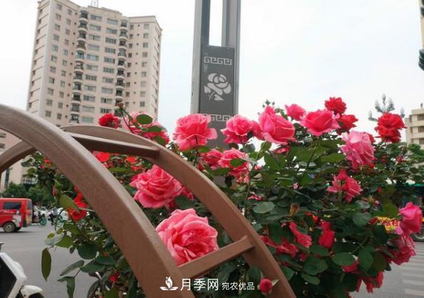 昆明將新增月季大道、櫻花大道，未來打卡地就在西山區(qū)(圖1)