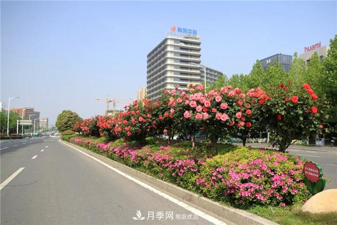 合肥高新區(qū)月季大道華麗亮相，你打卡了嗎？(圖2)