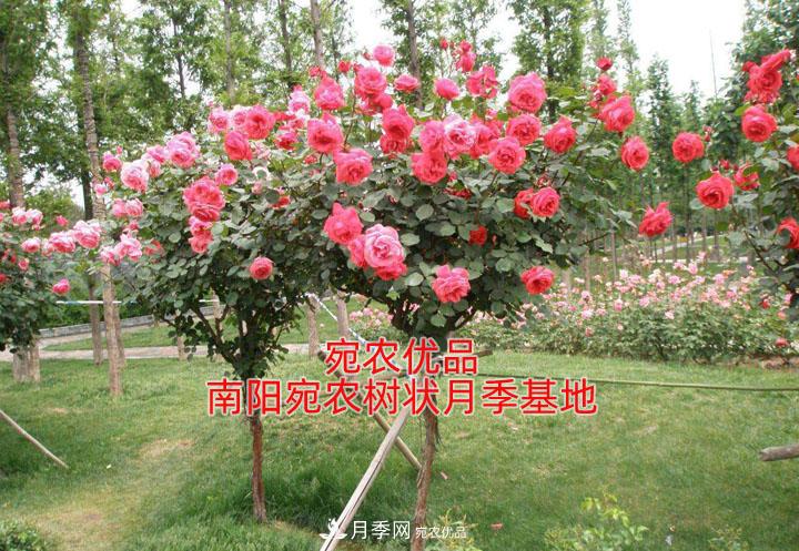 為什么樹(shù)狀月季開(kāi)花少得可憐？注意五點(diǎn)(圖1)