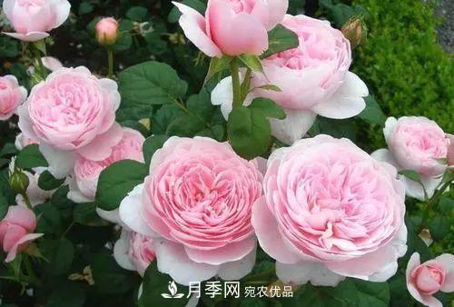 月季品種多，各種特性都不同，幾種典型好養(yǎng)的月季(圖2)