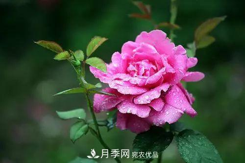 月季品種多，各種特性都不同，幾種典型好養(yǎng)的月季(圖1)