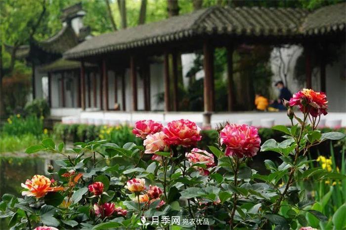 205萬株月季全城盛放！貫穿杭州的“空中花廊”你走過嗎？(圖3)