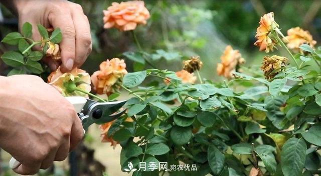 月季修剪有技巧，做好這幾點，花謝了還能開好幾茬(圖1)