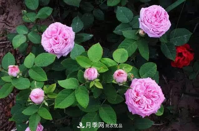 月季修剪有技巧，做好這幾點，花謝了還能開好幾茬(圖2)
