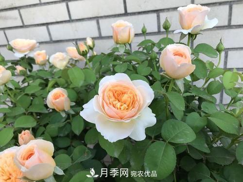 月季十死九個澇，月季澆水詳細教程在這里！(圖4)
