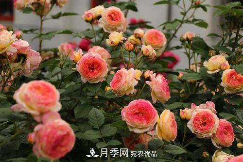 月季十死九個澇，月季澆水詳細教程在這里！(圖2)