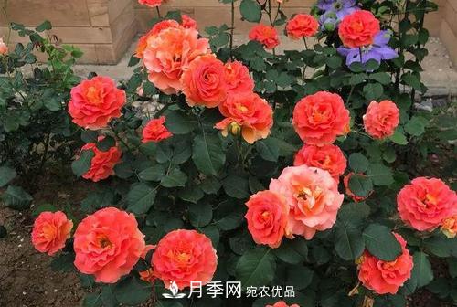 月季十死九個澇，月季澆水詳細教程在這里！(圖1)