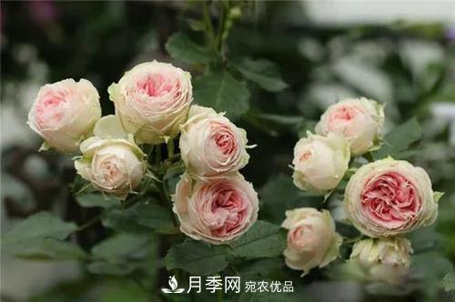 德國(guó)科德斯，這家月季育種公司是抗病月季品種制造機(jī)(圖5)
