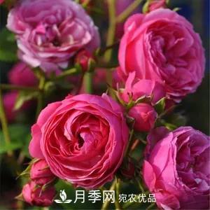 德國(guó)科德斯，這家月季育種公司是抗病月季品種制造機(jī)(圖1)