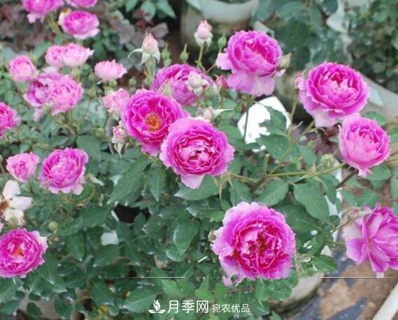 月季花什么品種好看？9大驚艷花友的月季品種(圖8)