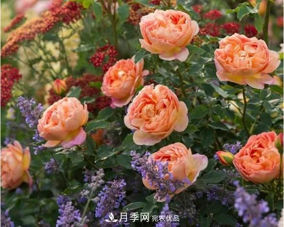 月季品種總結(jié)大全，詳細(xì)的月季品種選擇(圖1)