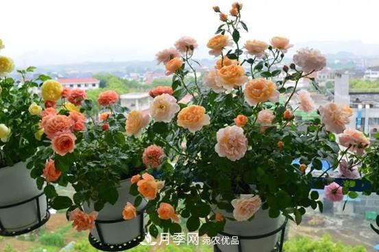 月季品種總結(jié)大全，詳細(xì)的月季品種選擇(圖2)