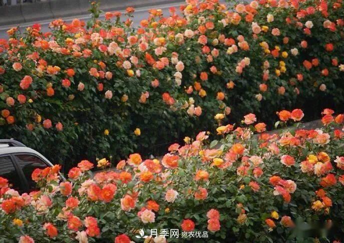 藤本月季多少錢一棵？南陽藤本月季基地報價行情分析(圖4)
