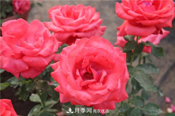 苗木工程人必看，六大品種類型月季在園林綠化中的運(yùn)用！(圖1)