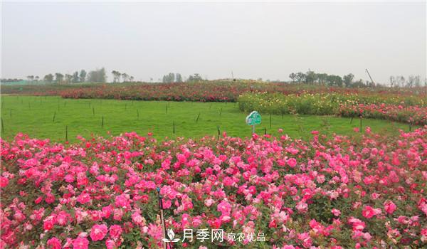 苗木工程人必看，六大品種類型月季在園林綠化中的運(yùn)用！(圖2)
