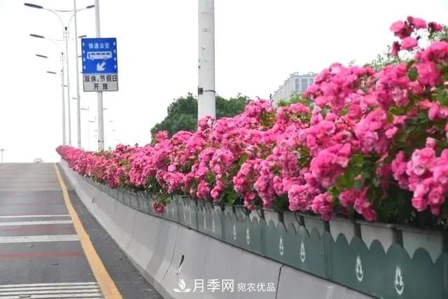 苗木工程人必看，六大品種類型月季在園林綠化中的運(yùn)用！(圖3)
