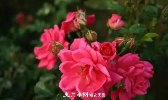 苗木工程人必看，六大品種類型月季在園林綠化中的運(yùn)用！(圖6)