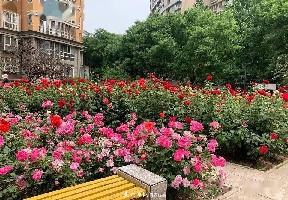 房地產(chǎn)小區(qū)綠化用上網(wǎng)紅月季花，怎么樣？業(yè)主贊不絕口(圖5)