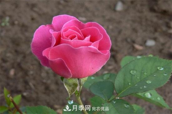 藤本月季怎么爬藤，修剪得當(dāng)正確牽引(圖2)