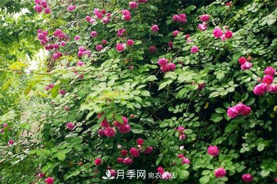 藤本月季怎么爬藤，修剪得當(dāng)正確牽引(圖3)