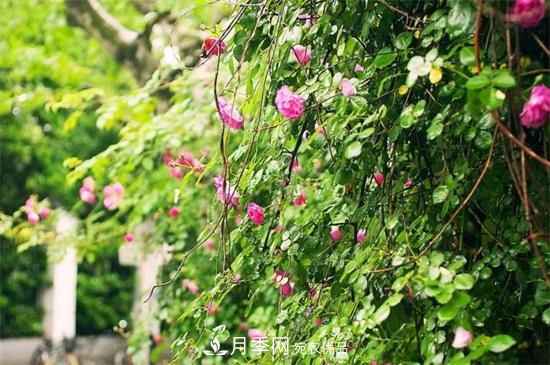藤本月季怎么爬藤，修剪得當(dāng)正確牽引(圖4)