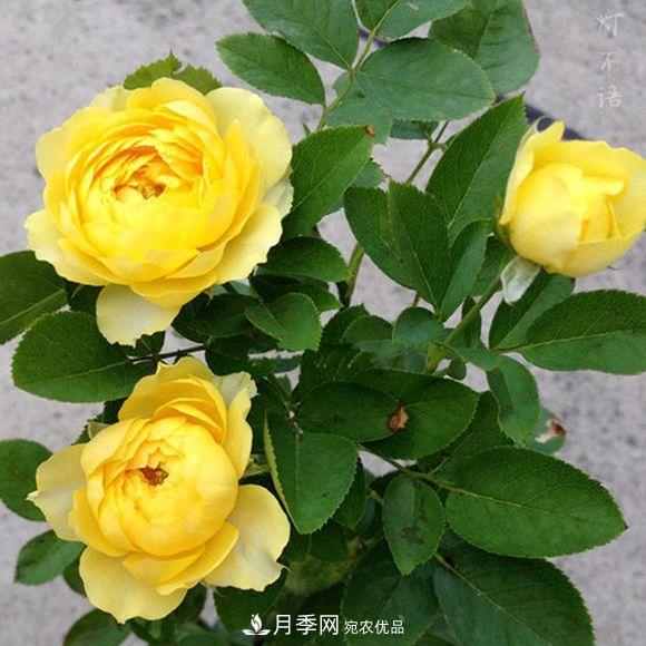 推薦6種類(lèi)型的月季品種，抗病強(qiáng)花量大，用途多選擇多(圖2)