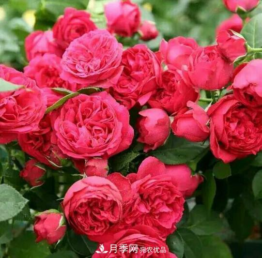 推薦6種類(lèi)型的月季品種，抗病強(qiáng)花量大，用途多選擇多(圖3)