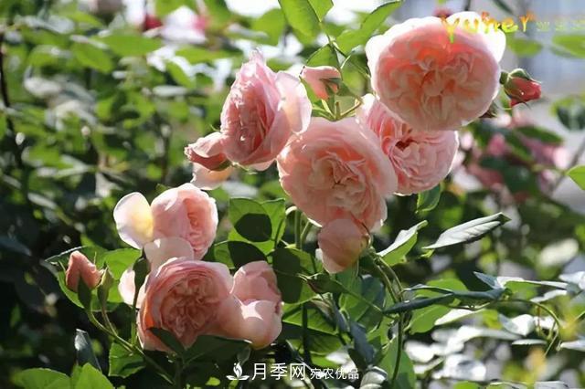 推薦6種類(lèi)型的月季品種，抗病強(qiáng)花量大，用途多選擇多(圖7)
