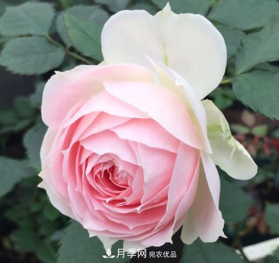 推薦6種類(lèi)型的月季品種，抗病強(qiáng)花量大，用途多選擇多(圖4)