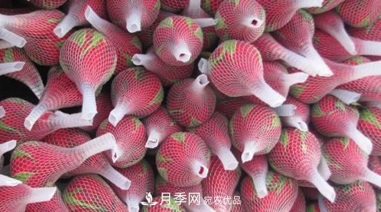 卡羅拉是玫瑰還是月季？(圖1)