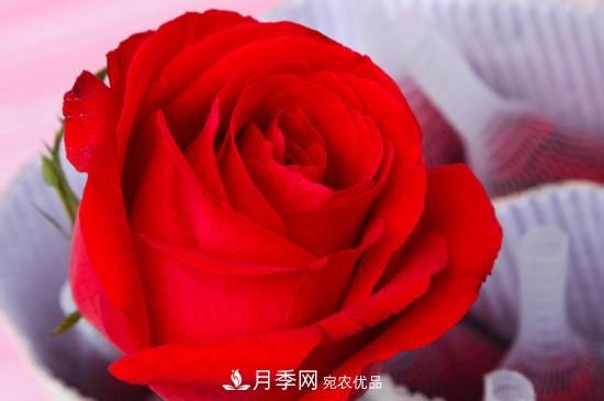 卡羅拉是玫瑰還是月季？(圖2)