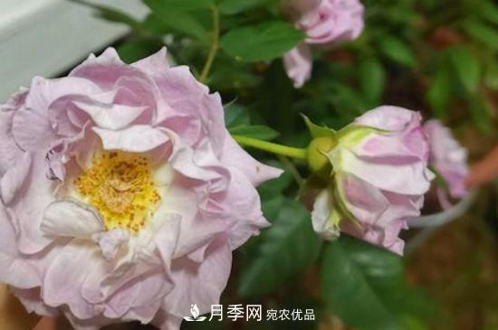 養(yǎng)護(hù)修剪月季，剪花從哪剪？(圖1)