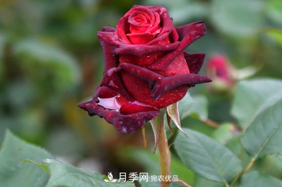 養(yǎng)護(hù)修剪月季，剪花從哪剪？(圖2)