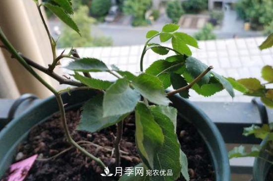 月季移栽后葉子蔫了能活嗎？(圖1)