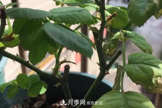 月季移栽后葉子蔫了能活嗎？(圖2)