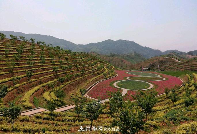 萬(wàn)紫千紅！湖南益陽(yáng)安化“茶鄉(xiāng)花?！痹录臼㈤_(圖5)