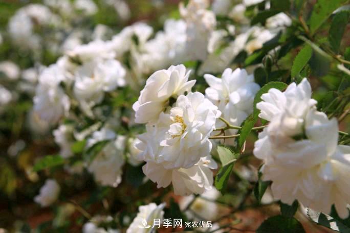 萬(wàn)紫千紅！湖南益陽(yáng)安化“茶鄉(xiāng)花?！痹录臼㈤_(圖3)