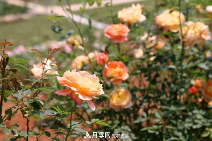 萬(wàn)紫千紅！湖南益陽(yáng)安化“茶鄉(xiāng)花?！痹录臼㈤_(圖1)