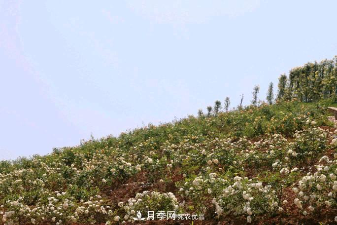萬(wàn)紫千紅！湖南益陽(yáng)安化“茶鄉(xiāng)花?！痹录臼㈤_(圖4)