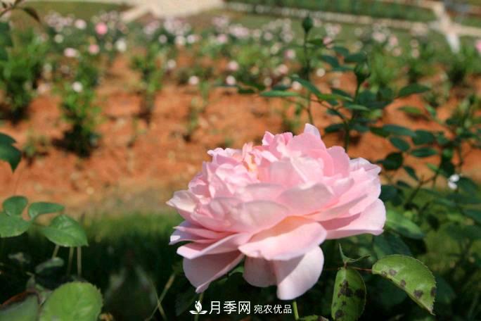 萬(wàn)紫千紅！湖南益陽(yáng)安化“茶鄉(xiāng)花?！痹录臼㈤_(圖2)