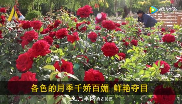 青海西寧第七屆月季展，北山美麗園20多萬(wàn)株月季盛開！(圖2)