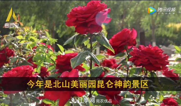 青海西寧第七屆月季展，北山美麗園20多萬(wàn)株月季盛開！(圖1)