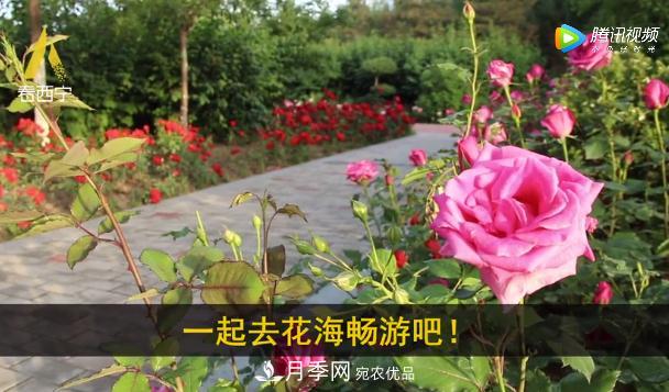 青海西寧第七屆月季展，北山美麗園20多萬(wàn)株月季盛開！(圖3)