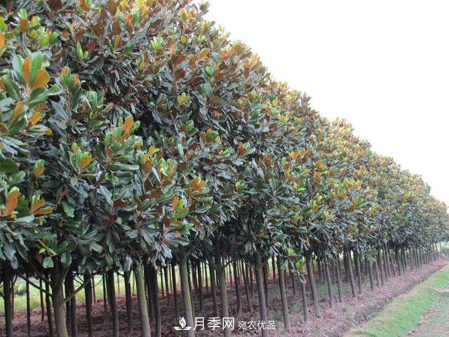 200畝以下的小苗圃，這樣經(jīng)營(yíng)才能出彩(圖1)