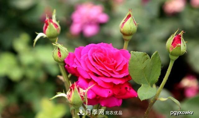 夏天月季不剪枝，冬天不施肥，養(yǎng)月季的都知道，再教你這幾點(圖1)