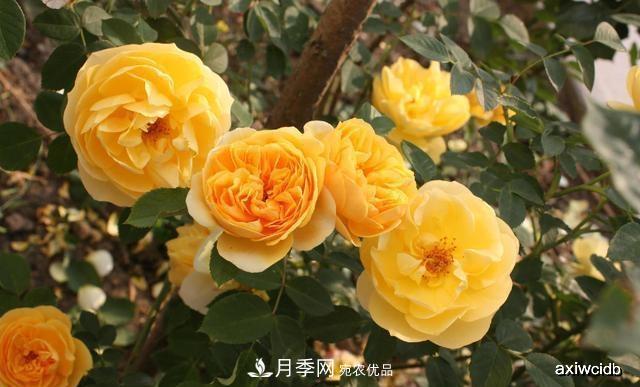 夏天月季不剪枝，冬天不施肥，養(yǎng)月季的都知道，再教你這幾點(圖3)