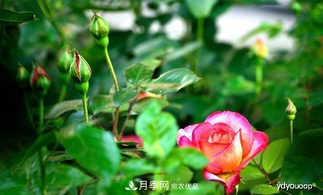 夏天月季不剪枝，冬天不施肥，養(yǎng)月季的都知道，再教你這幾點(圖2)