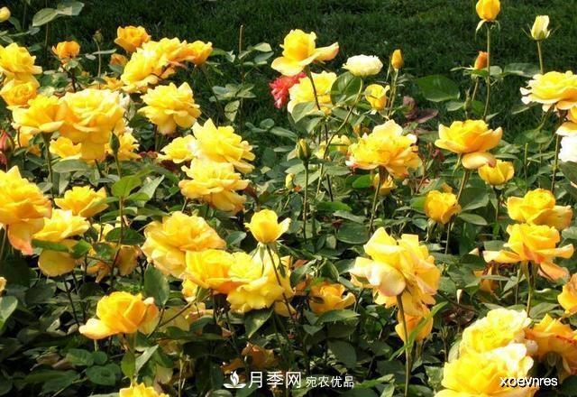 夏天月季不剪枝，冬天不施肥，養(yǎng)月季的都知道，再教你這幾點(圖4)