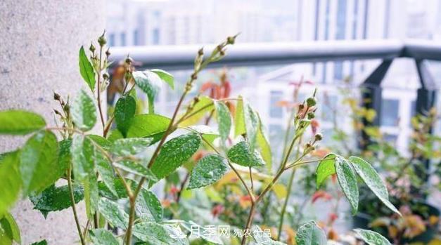 夏季一下完雨，蚜蟲就爬上月季，想要消滅它，趕緊看這里(圖2)