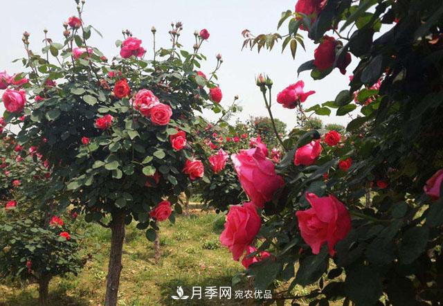 養(yǎng)花屆的新寵兒樹狀月季，南陽月季樹好不好養(yǎng)呢？(圖2)